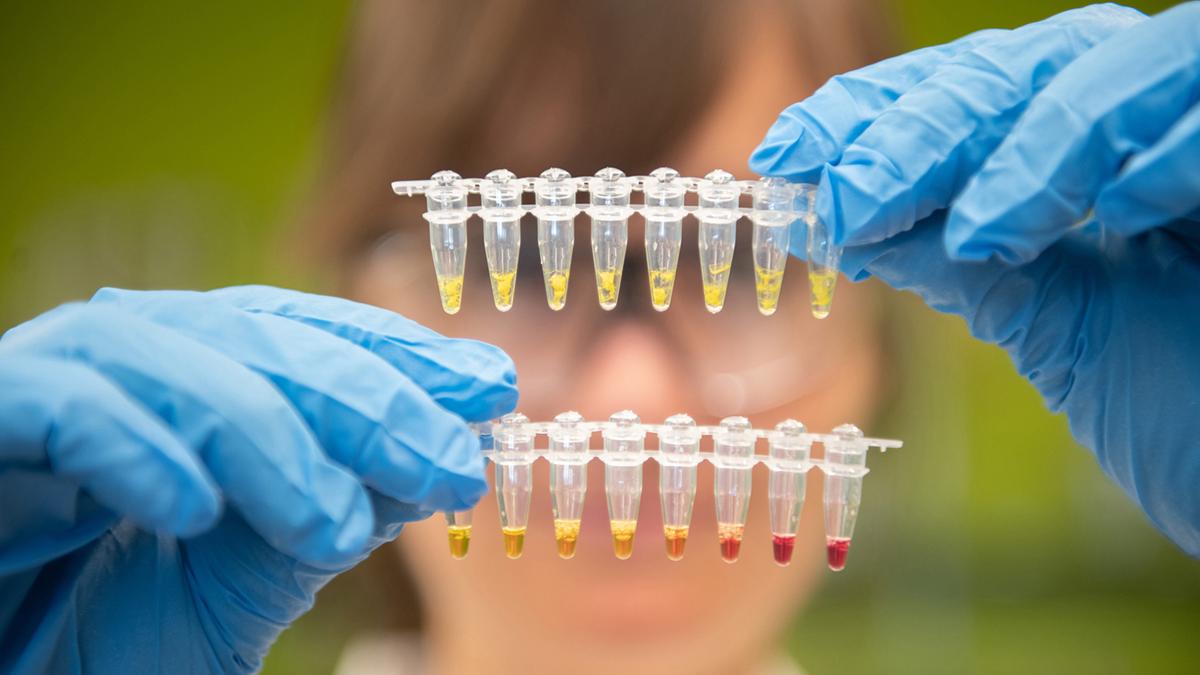 Researcher holding two, 8-tube strips