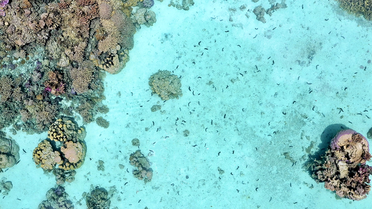 Sea cucumbers on the ocean floor protecting coral.