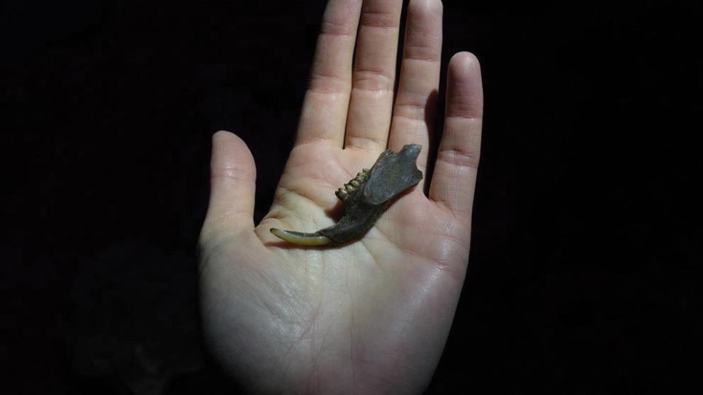 A jawbone unearthed in Natural Trap Cave, summer 2021. (Photo: Jess Hunt-Ralston)