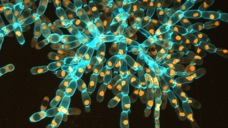 Macroscopic snowflake yeast with elongated cells fracture into modules, retaining the same underlying branched growth form of their microscopic ancestor.