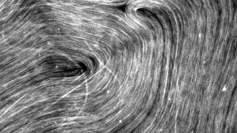 A still from a video showing microtubules moving at the interface of oil and water.
