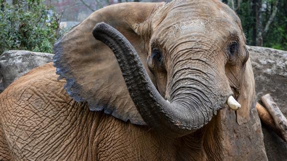elephant