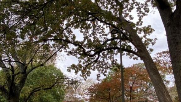 The large post oak scheduled to be removed November 2023.
