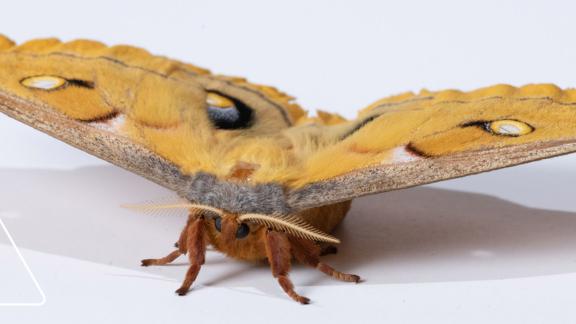 Researchers found that hawkmoth flight muscles exhibit delayed stretch activation, a hallmark of asynchronous flight.
Researchers found that hawkmoth flight muscles exhibit delayed stretch activation, a hallmark of asynchronous flight.