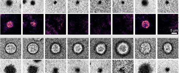 Immune Protein interactions