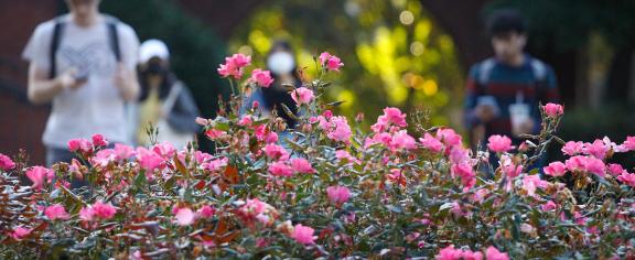 Students Walk on Campus During Springtime