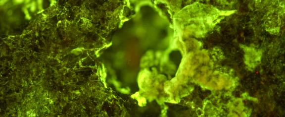 Microscopic image of biofilm on rock, Image Credit: NASA
