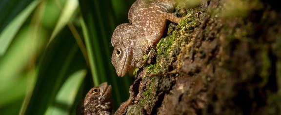 Two Cuban brown anoles, Anolis sagrei (Credit: Day's Edge Productions)