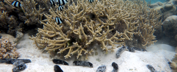 Sea cucumbers and coral