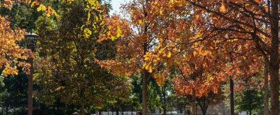 Leaves changing along Tech Walkway.