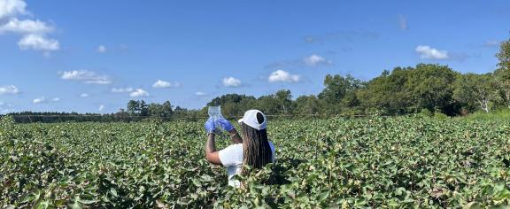 A researcher works in a cotton field in Jenkins County, Georgia, as part of a project on AI and pesticide use. Dorothy Seybold