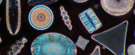 diatoms.png