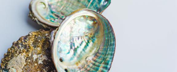 Seashells