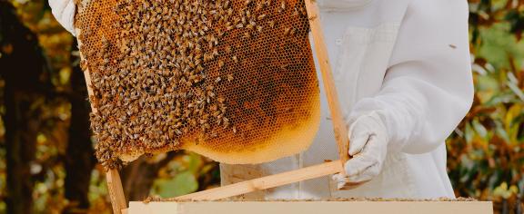 Deb DeWitt serves as Georgia Tech’s 2025 Beekeeper in Residence with the Urban Honey Bee Project. 
