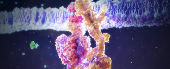 ATP synthase is an enzyme that has been using phosphate to generate life’s energy for millions of years.