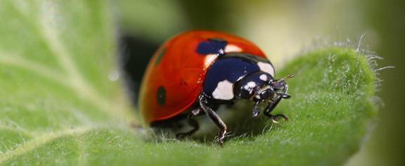 Ladybug