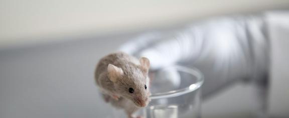  Mice have complex visual systems that can clarify how vision works in people. Westend61/Getty Images