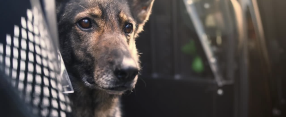 GTPD K-9 Pepper