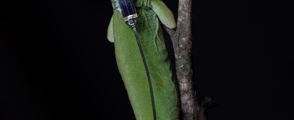 A lizard wearing one of the sensors, which weigh just three-hundredths of a gram each — the same as a two grains of rice. (Credit: Jon Suh)