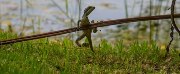 A brown basilisk missing both its entire left forearm and part of its right hind limb. Brian Hillen
