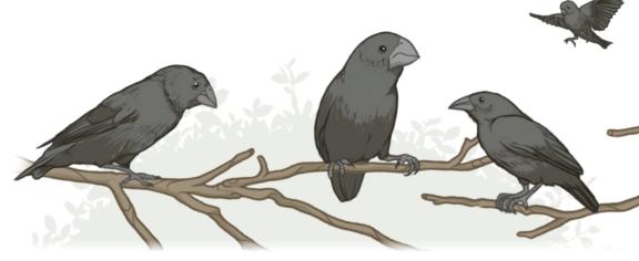 A 40-year field study of Galápagos ground finches (Geospiza sp.) has provided unparalleled insights into how natural selection operates in the wild and how new species might form. (Illustration: Mark Belan/ArtSciStudios)