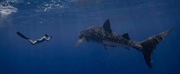 Cameron Perry with Whale Shark