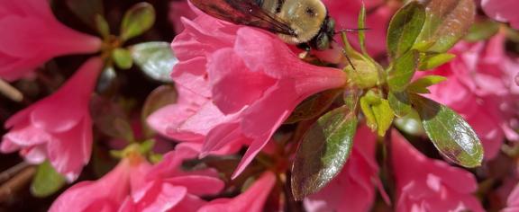 azalea_bee