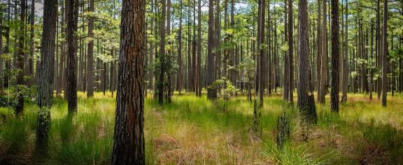 georgia-forest.jpeg