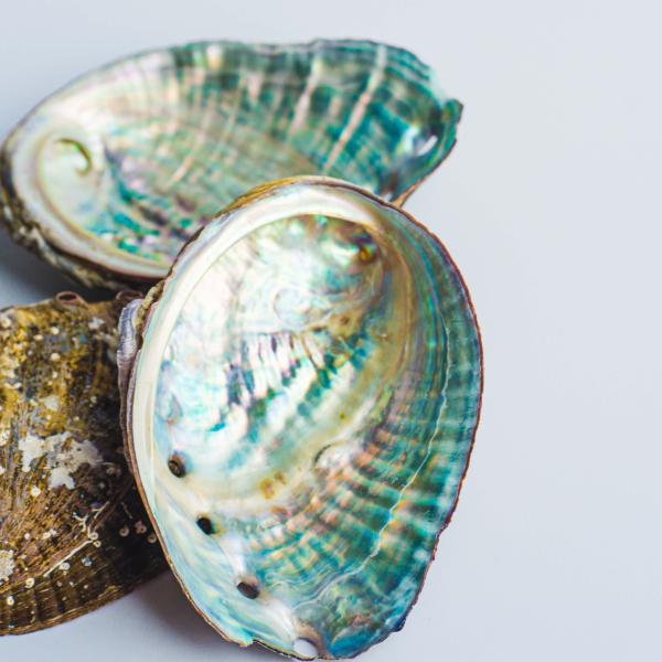 Seashells Inspire a Better Way to Recycle Plastic