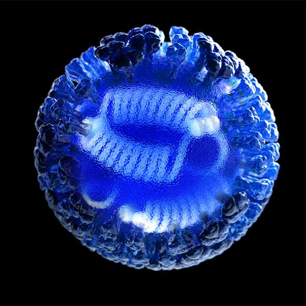 This illustration depicts a 3D computer-generated rendering of a whole influenza (flu) virus, rendered in semi-transparent blue, atop a black background. The transparent area in the center of the image, revealed the viral ribonucleoproteins (RNPs) inside. (Credit: CDC/ Douglas Jordan)
