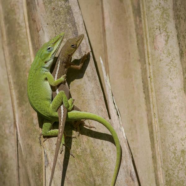 Two American green anole lizards. Credit: Day's Edge Productions