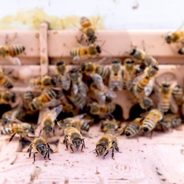 A close up of bees flying into a hive on the CU Denver campus.
