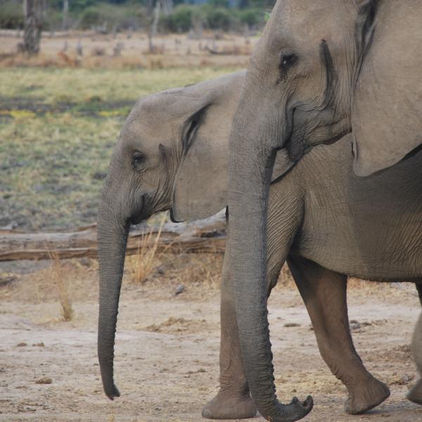 While most species have gone extinct, eastern Africa is home to vibrant natural communities of mammalian megafauna, including elephants, zebras, hippopotamuses, antelope, giraffes, and many others.&nbsp;&nbsp;
