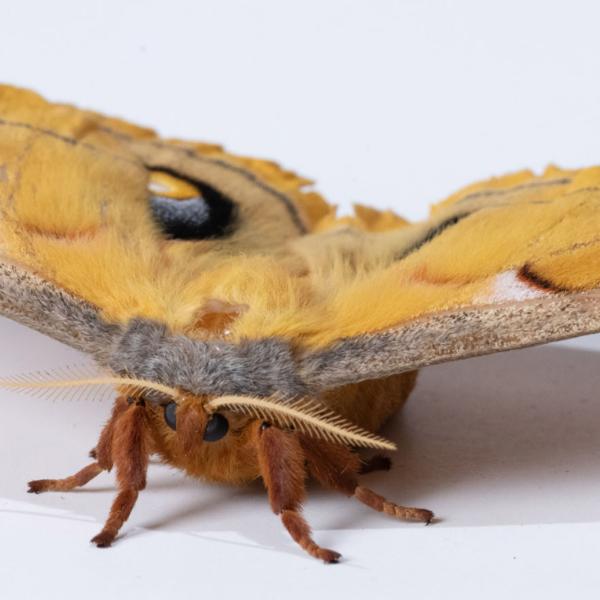 Researchers found that hawkmoth flight muscles exhibit delayed stretch activation, a hallmark of asynchronous flight.
