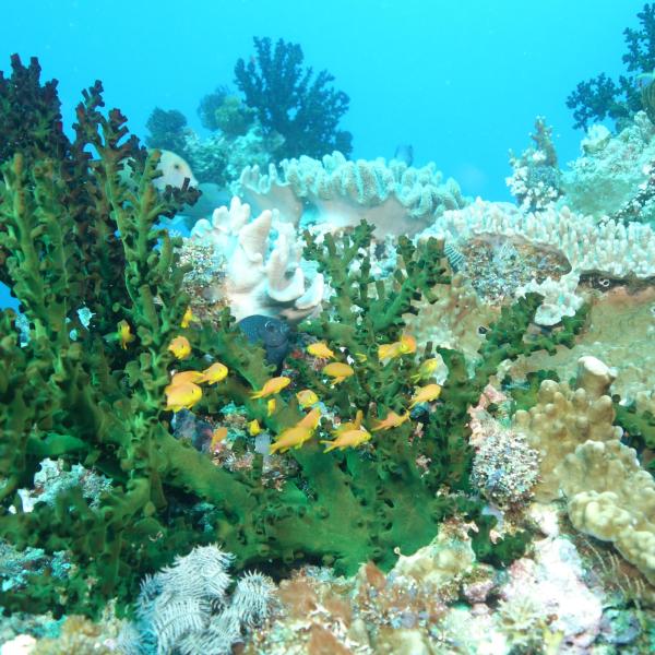 A school of planktivorous fish sheltering around a coral on a reef in the Solomon Islands in the Coral Triangle. Photo by Mark Hay