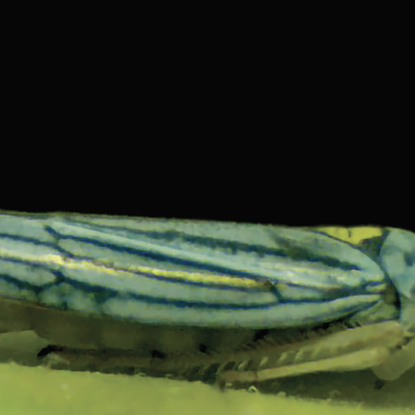 A sharpshooter insect forming a urine droplet before it catapulting it high acceleration.