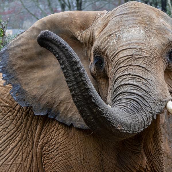 An African savanna elephant (Courtesy: Andrew Schulz/Zoo Atlanta)
